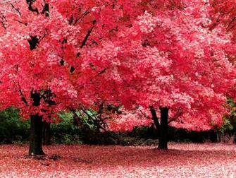 Tag Trees Wallpaper Image Photos Pictures And Background For