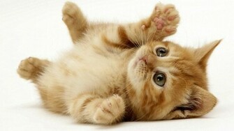 Gallery For Cute Cats Pictures Wallpaper
