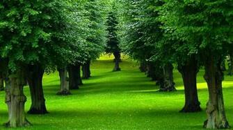 Trees The Natural Source Of Oxygen And Earth Planet