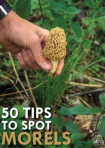 Best Morel Mushroom Hunting Videos HD Wallpaper Leaptbl Net