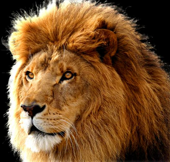Lion Png Image Lions