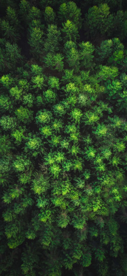 Trees iPhone Wallpaper