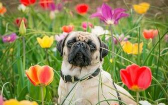 Pug Computer Wallpaper Desktop Background Id