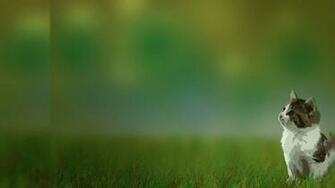 Cat Background Pictures