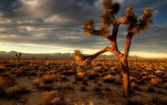 Joshua Tree Wallpaper