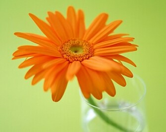 Gerber Daisy Wallpaper Image Pictures Becuo