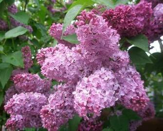 Lilacs Bloom Spring Shrub Wallpaper Background