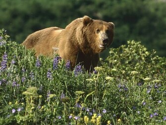 Bears Wallpaper HD Bear Grizzly Jpg