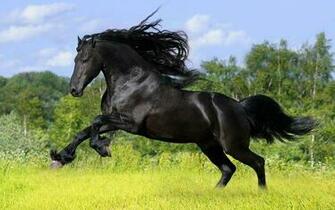 Clydesdale Horses Background Screensavers Wallpaper