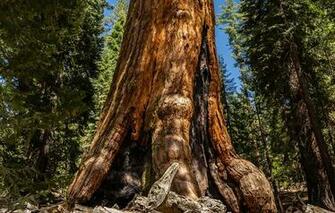 Wallpaper Redwood Sequoia Tree Forest Nature