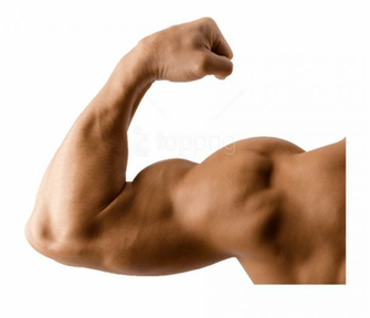 Image Background Toppng Muscle Arm No