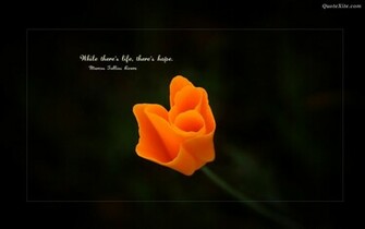 Lovely Rose Black Background Wallpaper For Laptop Valentines Day