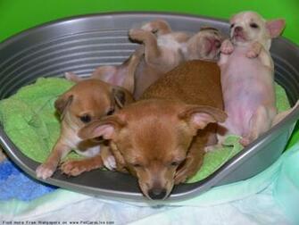 Chihuahua Wallpaper Pictures