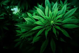 Landscape Planta Mobile Marihuana Nature Wallpaper Full HD