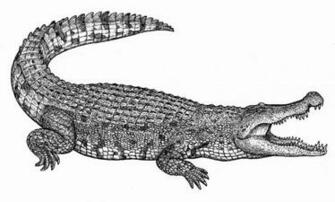 Deinosuchus By Biarmosuchus