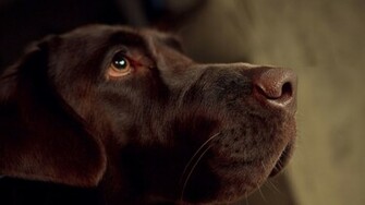 Chocolate Labrador Retriever Widescreen Wallpaper