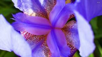 Purple Iris Wallpaper Flower