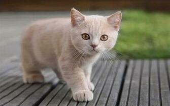 Low Resolution Pets Wallpaper Cats