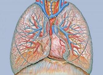 Are Ing Anatomy Lungs Lung HD Wallpaper Color Palette Tags