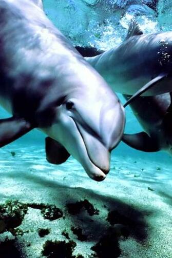 Dolphins Swimming Wallpaper
