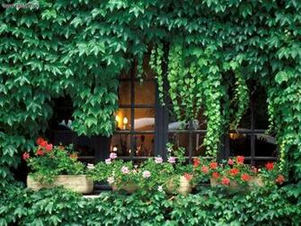Ivy Vines Building Photo