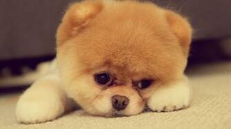 Boo The Cutest Dog In World Wallpaper