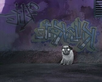 Funny Pug Wallpaper