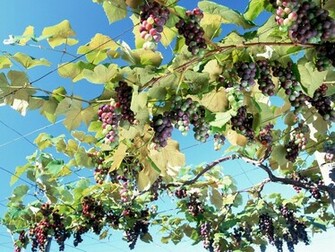 Beautiful Wallpaper For Desktop Grape HD