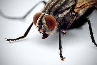 Wallpaper Fly Macro Eyes Insects White Background