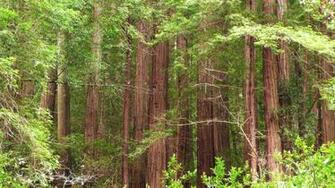 Redwood Trees