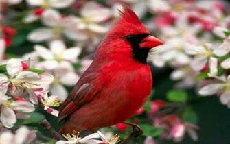 Red Cardinal Bird Wallpaper