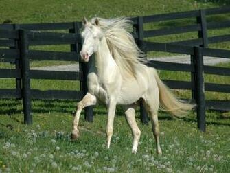Wallpaper Name Pegasus And Fantasy Word Or Right Click On