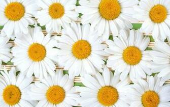 Daisy Computer Wallpaper Desktop Background