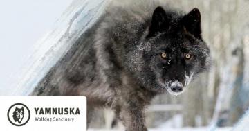 Yamnuska Wolfdog Sanctuary Cochrane Alberta Canada