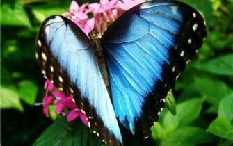 Blue Butterfly On Pink Flower Wallpaper