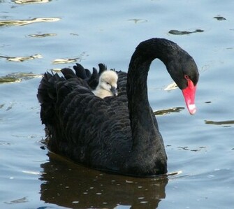 Wallpaper Collections Black Swan Background