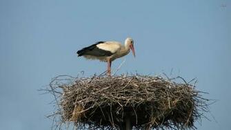 Stork Wallpaper