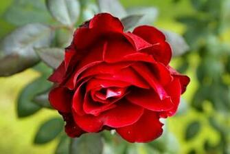 Flowers HD Wallpaper 1080p