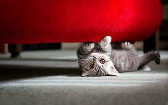 Extra Ordinary Cute HD Wallpaper Designoval