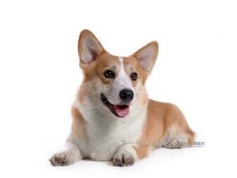 Corgi Dogs And Pembroke Welsh Puppies No Wallpaper