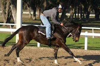 Dark Bay Racehorse Merrieveulen Wallpaper