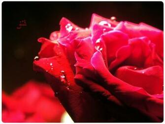 Hand Written I Love You HD Wallpaper