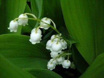 Lily Of The Valley Wallpaper
