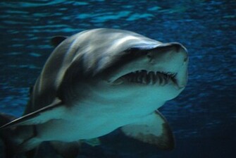 Tiger Shark Wallpaper Weddingdressin