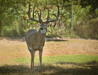 Monster Whitetail Deer Buck Wallpaper These Bucks Are Full Of Life
