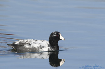 Leucistic American Coot Photos On The Wing Photography