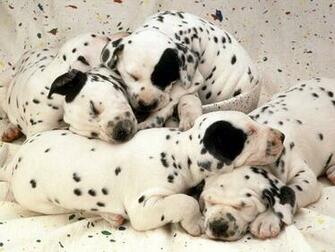 Black And White Dogs Wallpaper