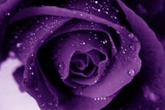 Purple Rose Flowers Flower HD Wallpaper Image Pictures Tattoos