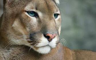 Nice Cougar Wallpaper