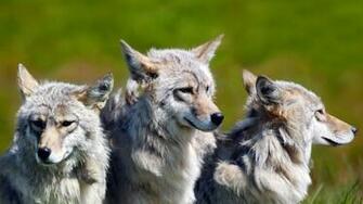 Wolves Pictures Wolf Wallpaper